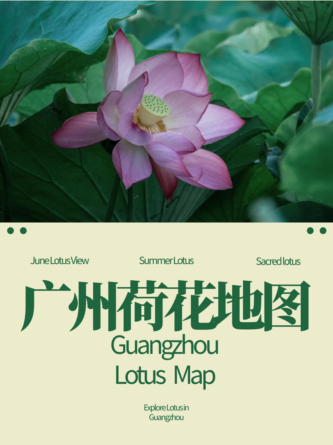 广州夏日19大赏荷地💖六月赴荷约