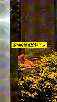 这个视频看得人心里暖乎乎嘞，小姐姐平时经常喂这只小猫，这天正瞅见小猫在上面舔毛，