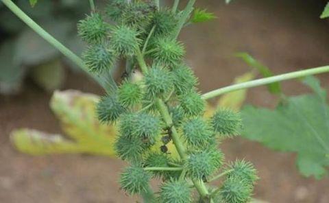 在农村这五种植物, 千万不要让孩子碰