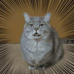 人是怎么发现猫有这种小众癖好的养猫日常慢慢观察才解锁猫咪冷门小怪癖，有人深夜撞见