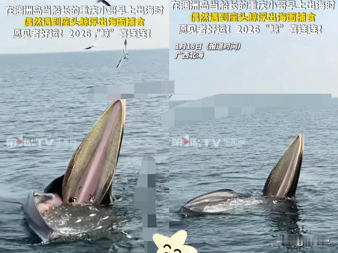 太惊喜了！广西北海，一位游客早上坐船出海，本来只是坐船出海拍风景，偷偷许愿能偶遇