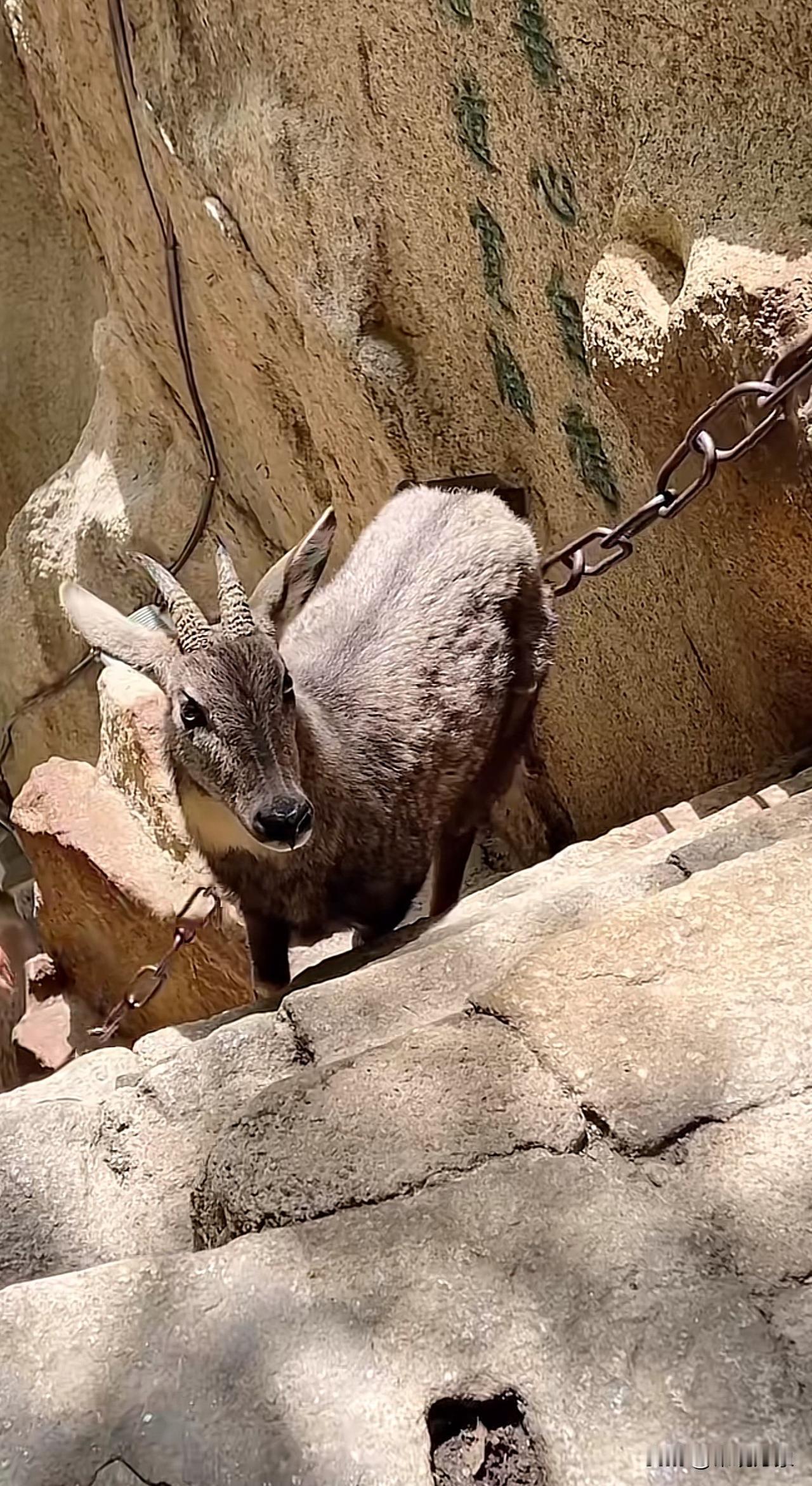 说了你可能都不信，这是在爬华山途中遇到的，听说它才是华山的主人！华山是它的家！一
