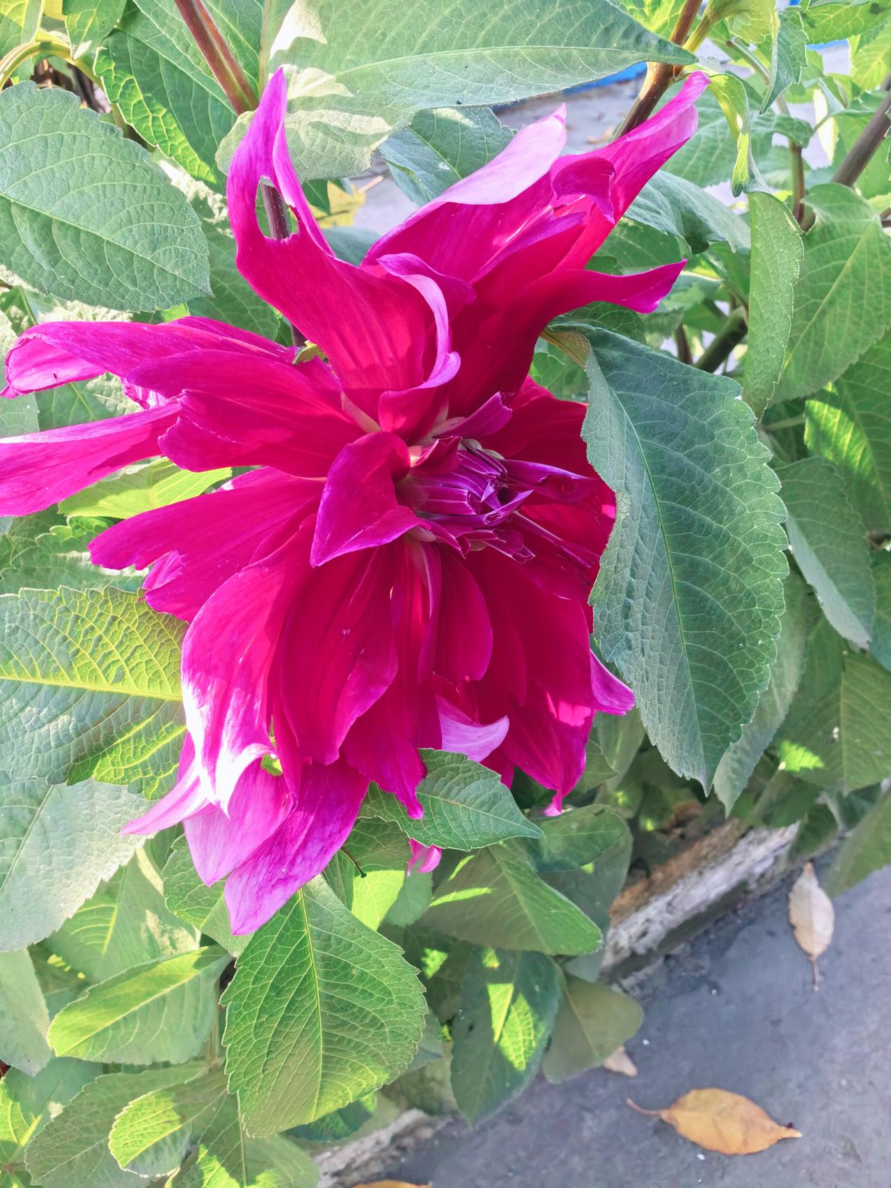 祝你平安王传学冬至节后一阳生，平安夜里祝平安。四海之内心同愿，严冬过