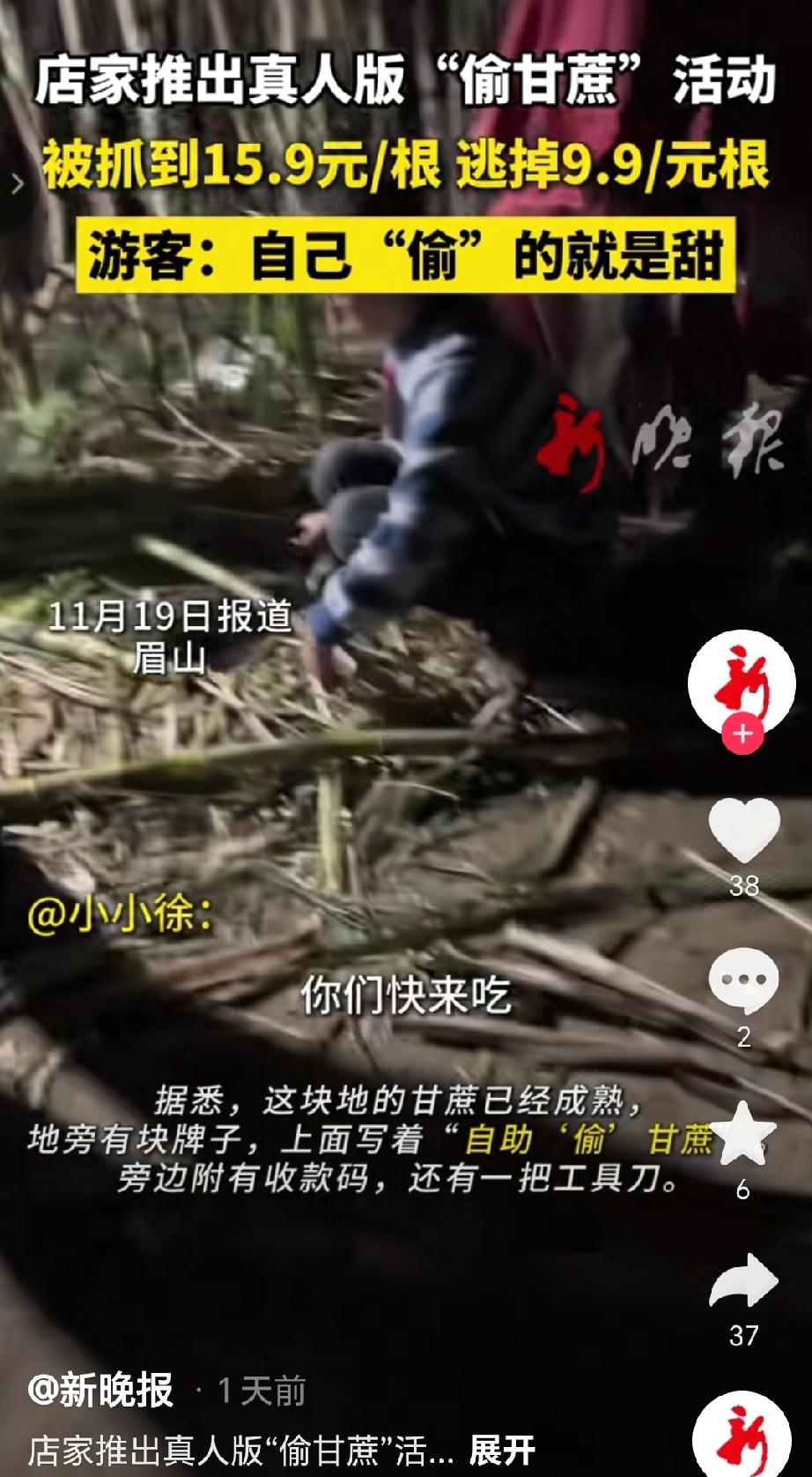 近日四川眉山，一甘蔗种植户童先生开了一家“偷甘蔗农场”利用夜间开展的特色经营模式