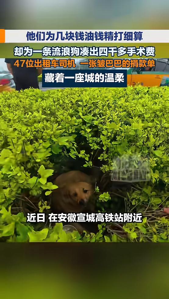 “太感动了！”近日，安徽宣城，一流浪狗不幸遭遇车祸，造成三处骨折，瘫在路边无法动