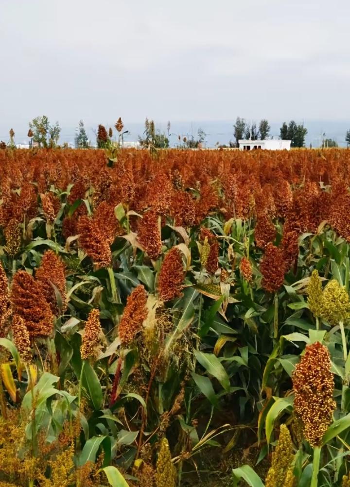 我敢说你吃过3种以上，那就说你肯定有故事的人。而那些养活了好几代人的老伙计，正肉