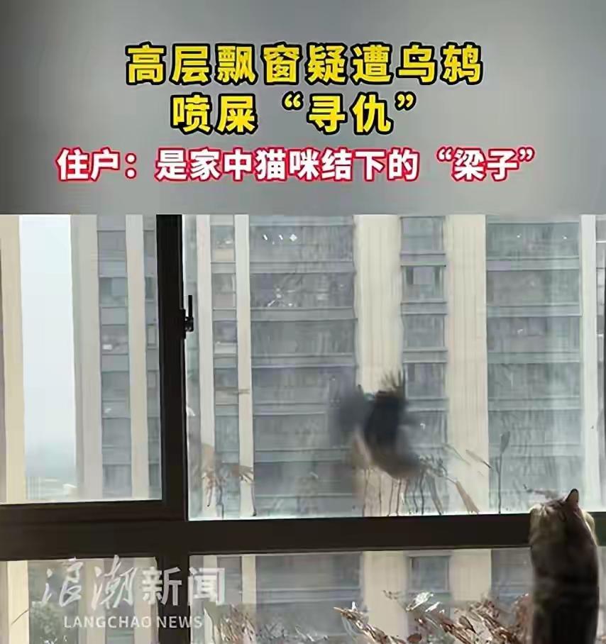 猫咪怎么能惹下这么大的祸：高层飘窗惊现“血迹”喷射物，原是猫咪和乌鸫结下梁子~