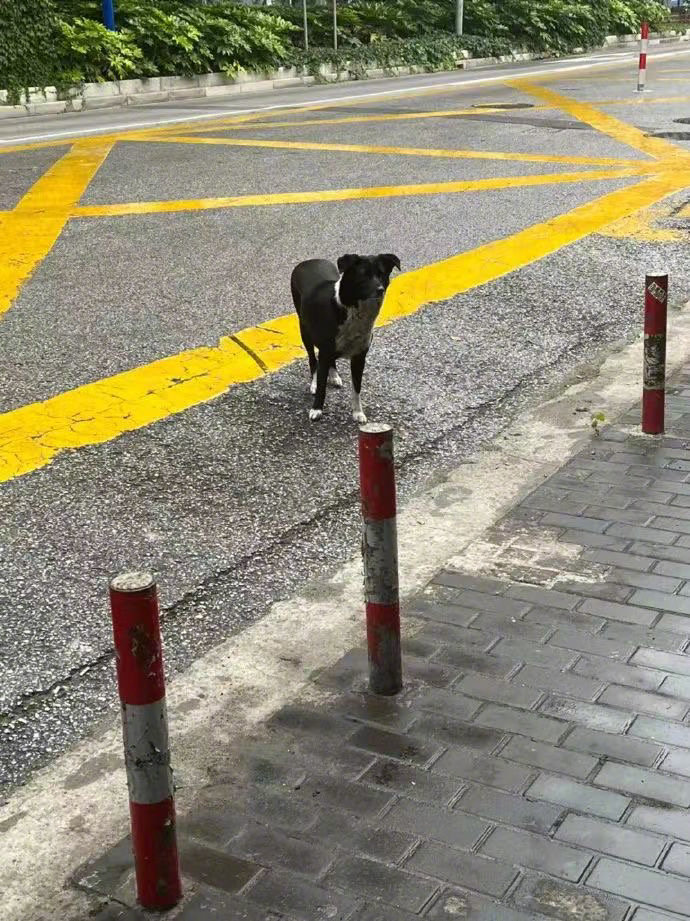 网友分享：在外打拼后准备回老家了，下雨天唯一来送行的竟然是自己喂了一年的流浪狗狗