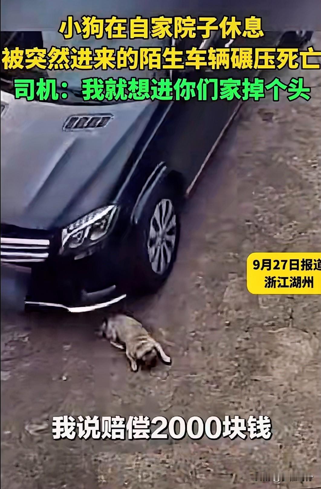爱狗人士看不了这种浙江一只在自家院子的小狗，被突然闯入的陌生车辆碾压致死，司