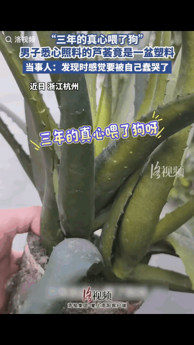 笑死了！杭州一男子三年前在夜市买下这盆芦荟，越看越喜欢，天天细心浇水、按时施
