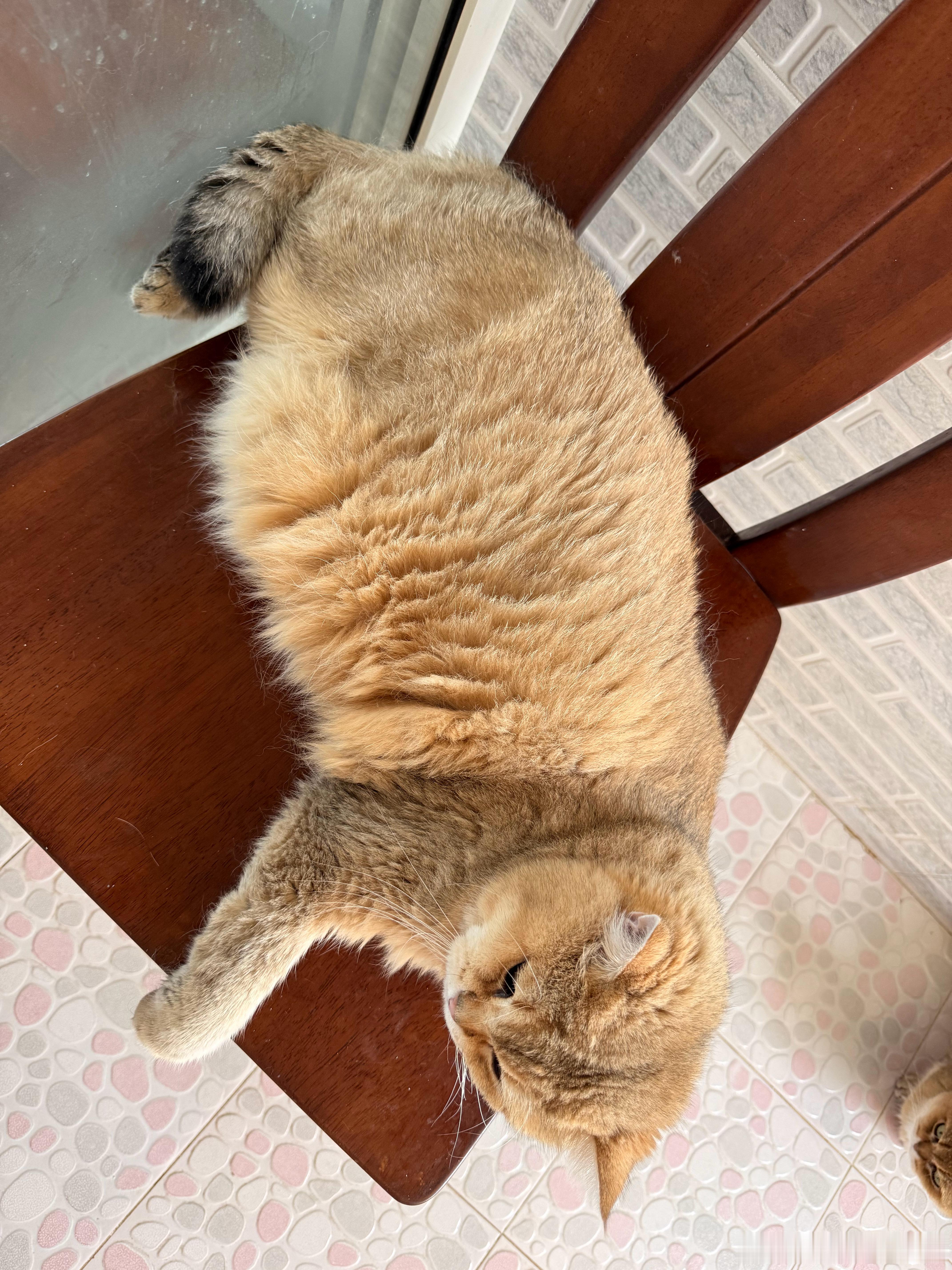 秋天，猫都开始蓬松了萌宠猫咪​​​