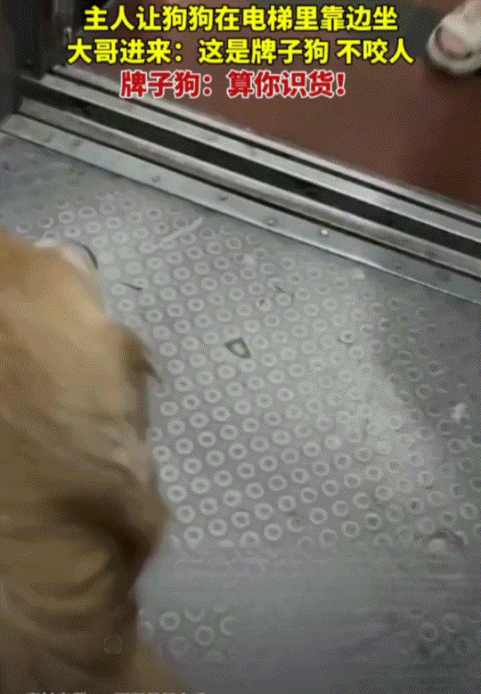 笑不活了。天津，一狗主人带着自己金毛狗乘电梯，期间就有人要上电梯，主人怕狗子吓到