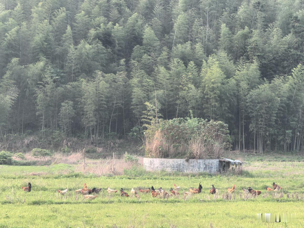 大家多久没有看到这种田野风光了？鸡都是放养在田里的，过段时间，村里的人就会开始插