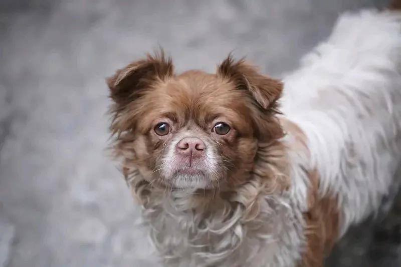 今天在家门口，碰见一条小狗，脏兮兮的，看着怪可怜的，它就那么看着我，摇尾巴，还用