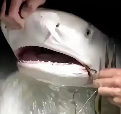 1996年，一位意大利潜水员在巴哈马海底，帮一条大鲨鱼拔掉嘴里的钢钩，正准备离开