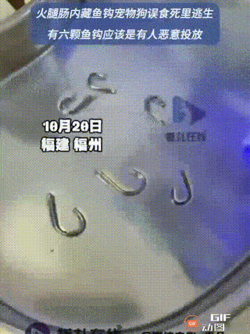 福建福州一名男子带着自己养的小狗在公园玩耍时，小狗不慎吃下了地上的火腿肠，谁料火