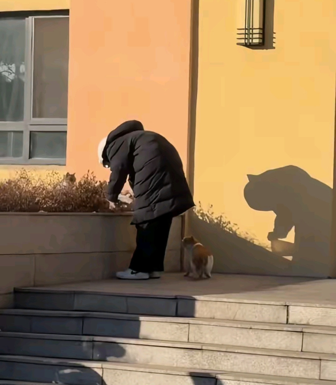 是谁在喂小猫咪，原来是大猫咪​​​