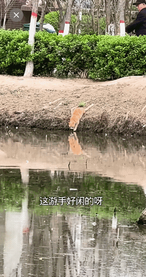 这个真没必要较真，老头找个乐子，猫也没事![捂脸哭]