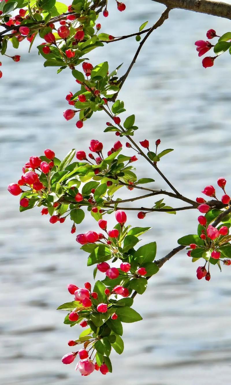 3. 霜中翠竹节边青。4. 雪里寒梅萼上芳。欢迎友友们继续接着对下联！