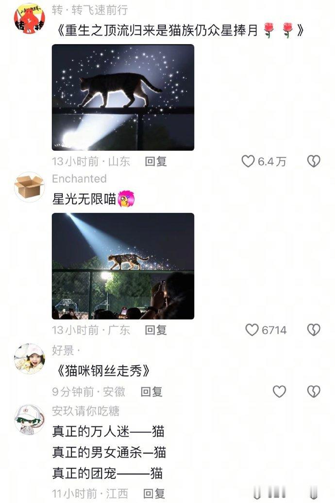 猫咪也算是走上T台秀了[爱心]​​​​
