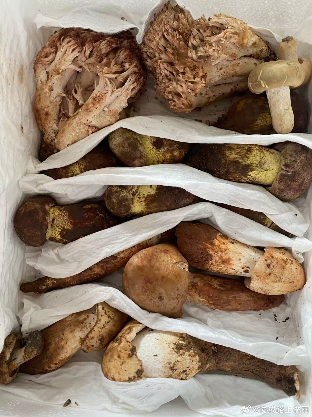 雨后脑子里都是想着去找菌子，又怕小可爱又怕吃了中毒
