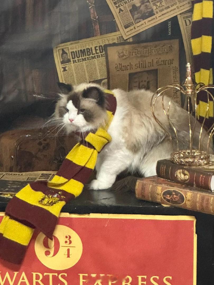 带两只猫出来拍照了。猫：我不懂这个世界怎么了。