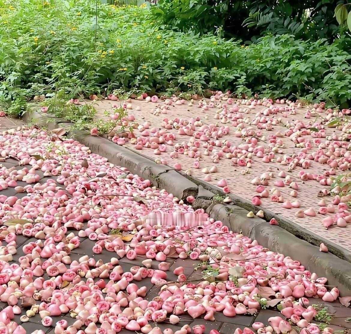 这么贵的水果在广东，居然掉地上都没人吃？