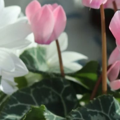 仙客来的种植方法：1.盆土选择：用腐叶土+珍珠岩+园土=3:2:1混合，加少量