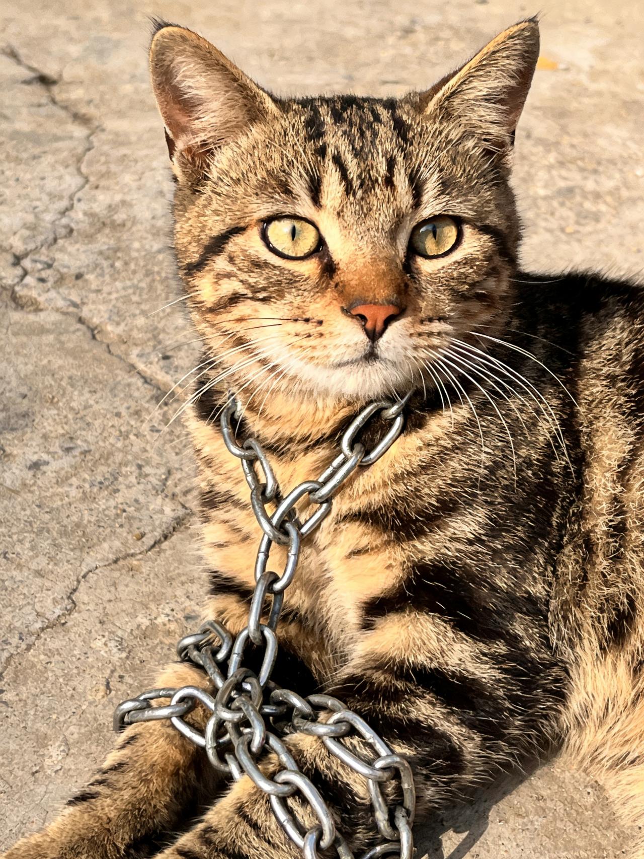 从老家带到城市的狸花猫，两个月内，嘎了两条宠物蛇，三只鸽子，一只不知名飞禽，还打