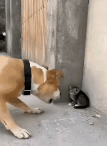 一只硕大的狗狗把小猫咪逼进角落，不断地呲牙狂吠，小猫咪吓得缩成一团。听到响声的