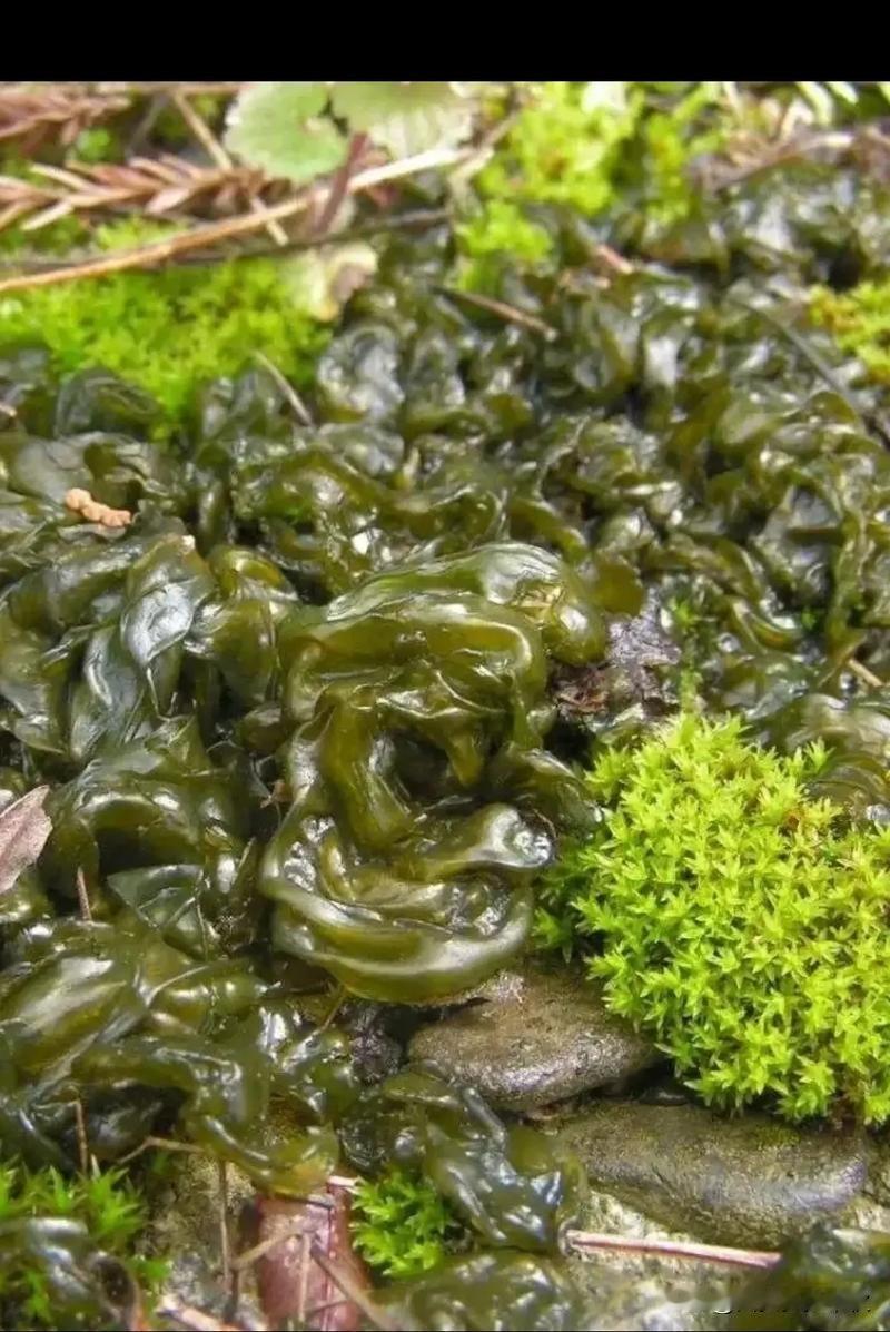 不光是蘑菇和栀子花在这个季节里我老婆还喜欢到山上去捡地木耳我们那里叫地木耳