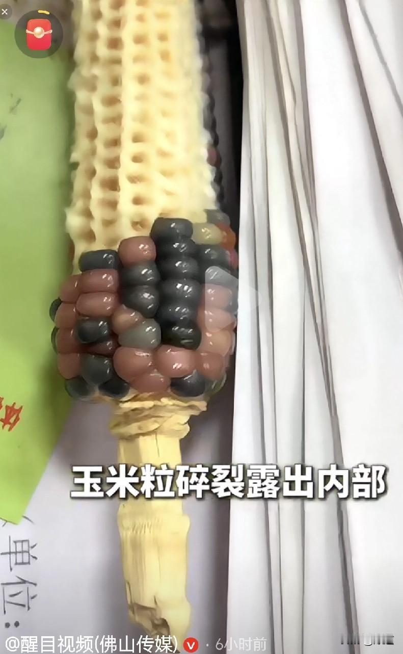 真是让人哭笑不得，四川绵阳一女子盘玉米两年了，这天她发现她盘的玉米让老鼠给嗑了，