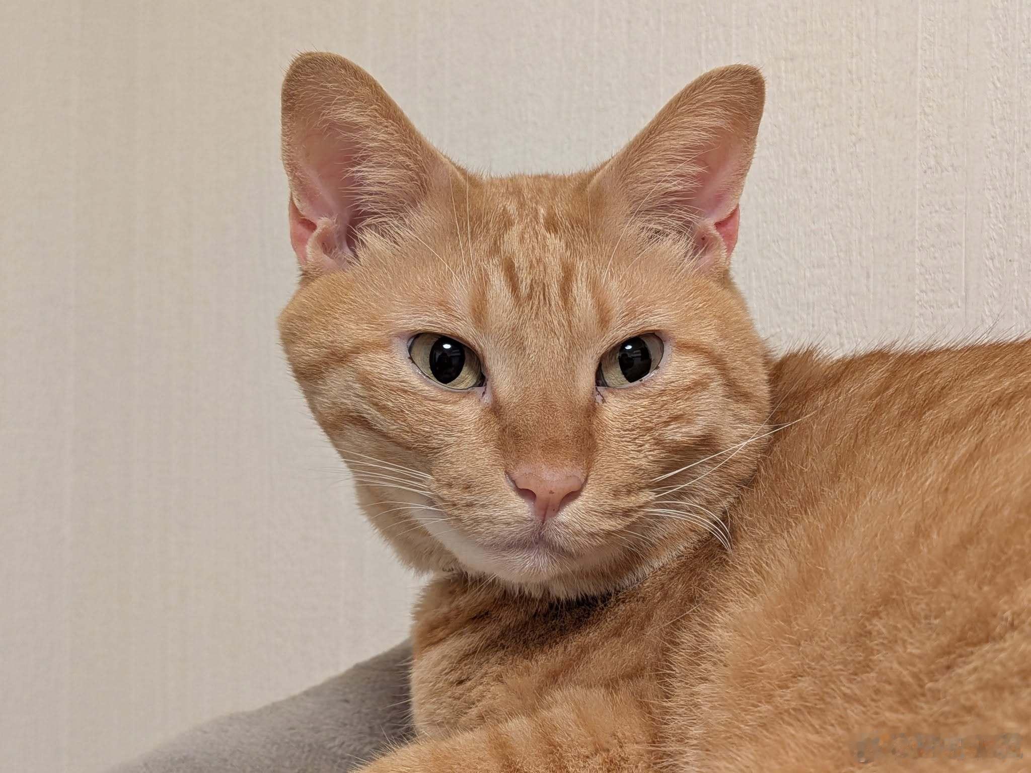 【刚睡醒的猫咪】很明显是右侧睡姿[doge]​​​