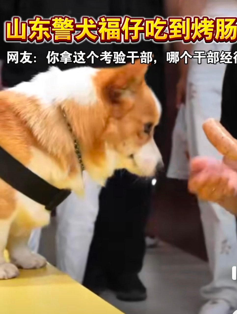 山东警犬柯基福仔再遇烤肠诱惑福仔真的是太好玩了呀，之前偷偷的吃烤肠，没有想到这