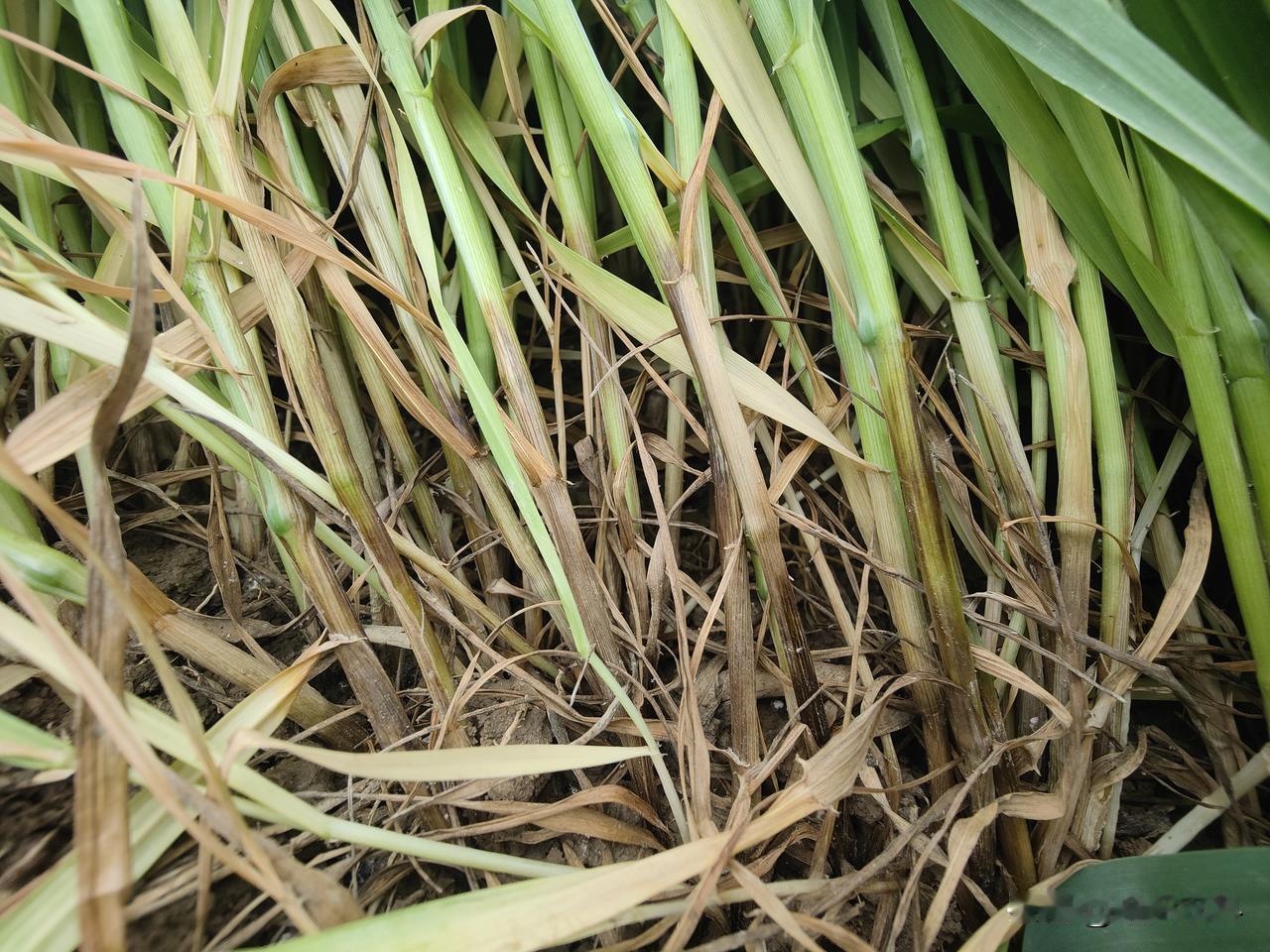 晒图笔记大赛这就是小麦的茎基腐病，看着植株长势良好，没有任何问题，其实，茎基部早