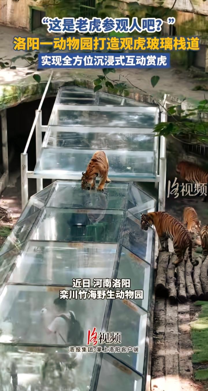 洛阳动物园把人关进玻璃房，老虎在头顶溜达，网友：这哪是看虎，分明是被虎看！