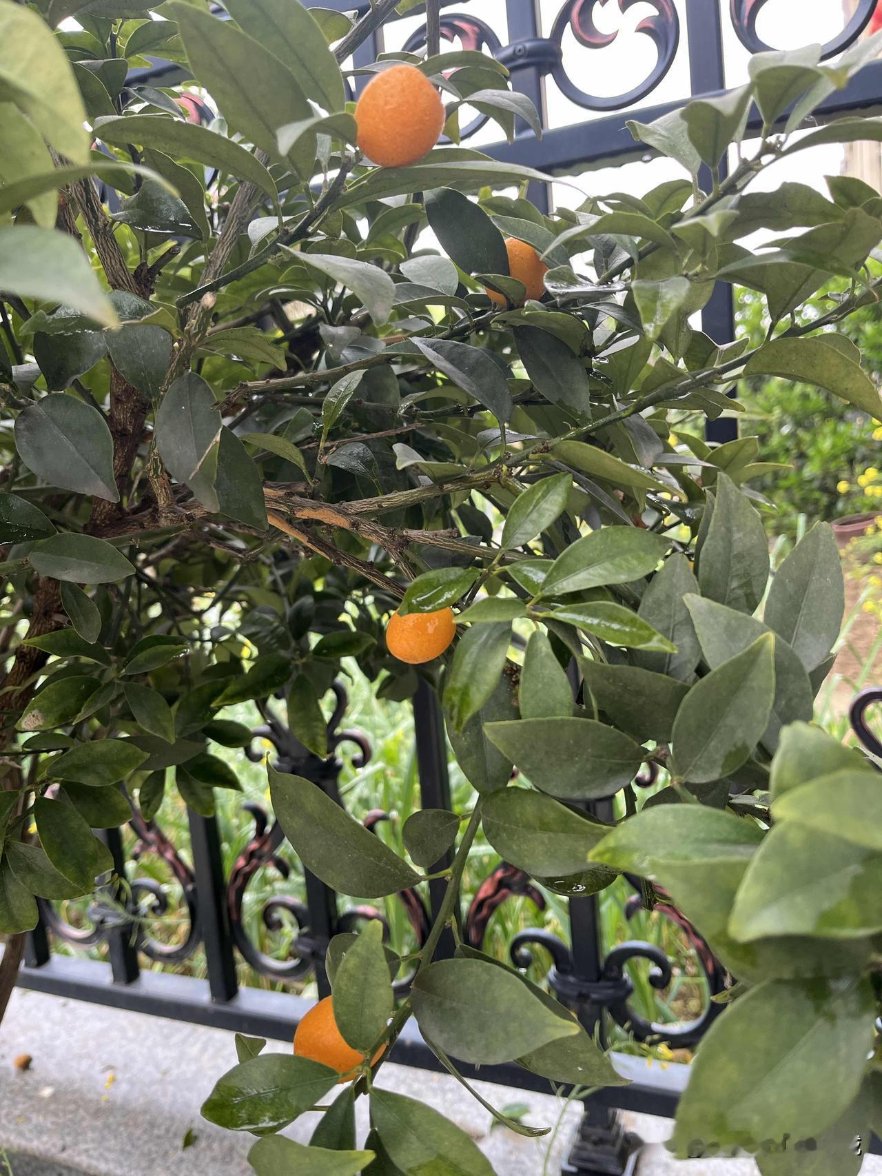 早上约七点，正在厨房煎豆腐的我忽听外面嚷嚷声，细耳一听像是孩爸与人争吵。我忙