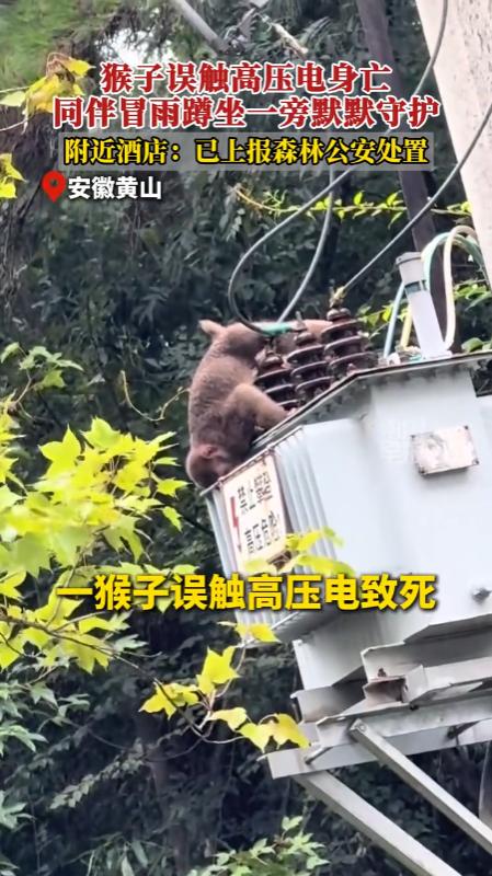 “万物有灵！”安徽黄山，一只猴子不幸撞上人工电力设施发生意外，误触高压电离世。它