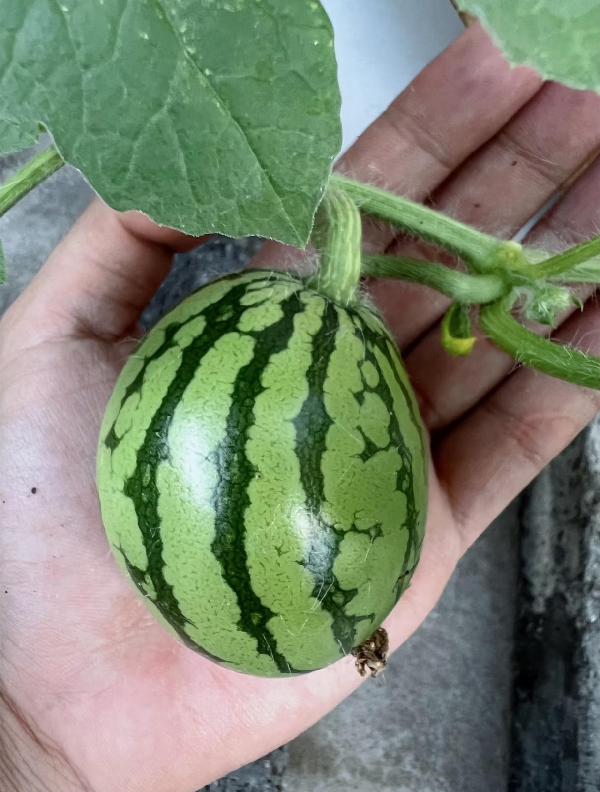 小西瓜🍉真可爱，外纹挺好看，甜度怎么样，脆不脆？