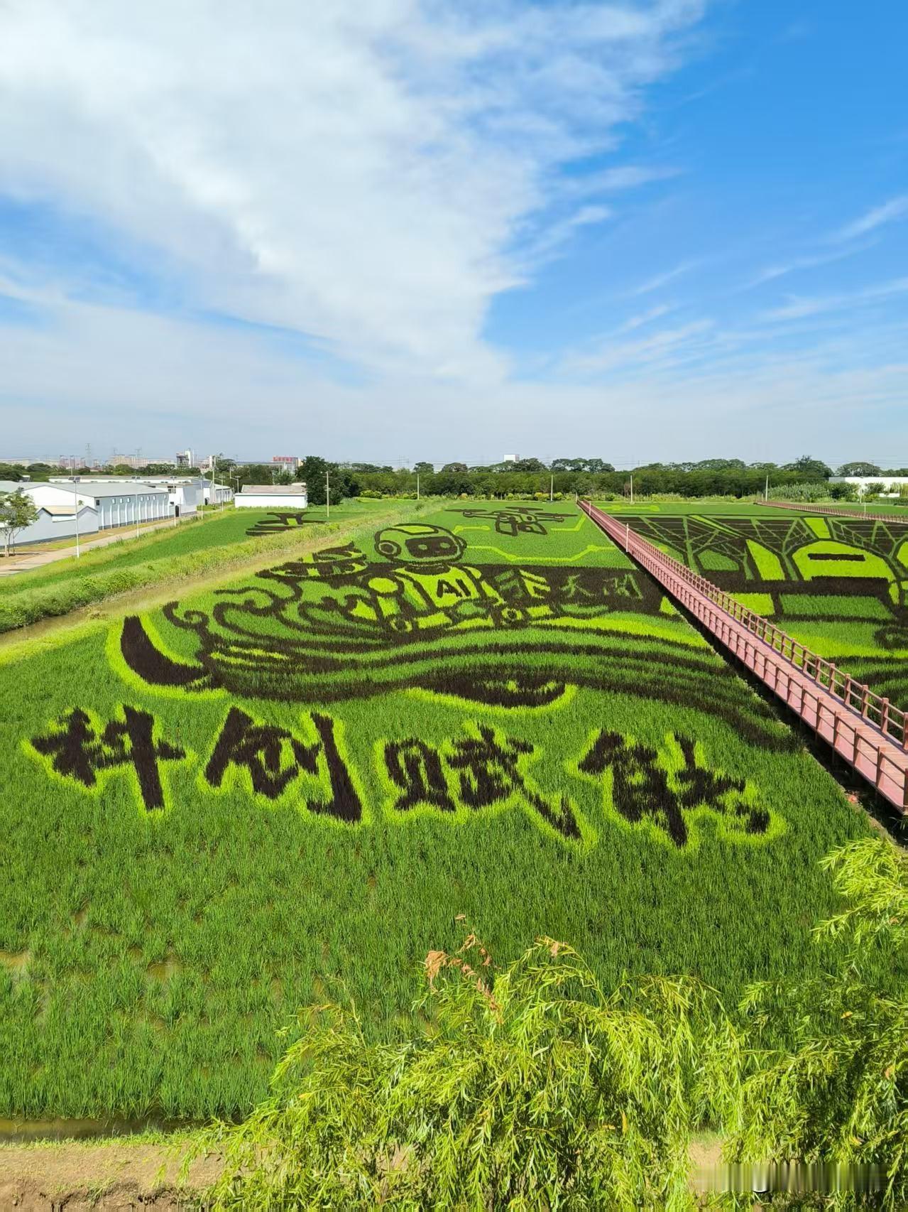 津南区小站稻种植核心区，每年的稻田画吸引着众多游客前往。绿油油的稻田中，“科创