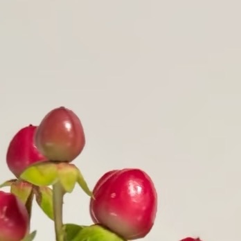 0000火龙珠种植1、选地整地：火龙珠适宜种植在土质疏松、排水良好的肥沃地块。栽