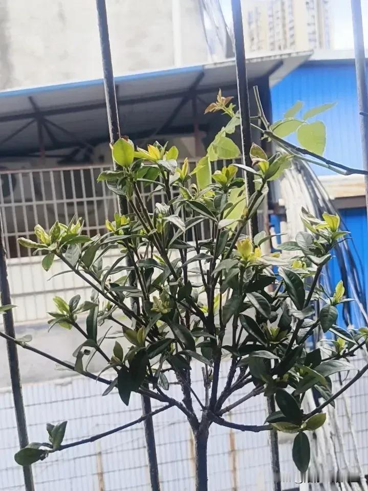 真是万万不敢相信！近来，这棵入手三四个月的罗汉小叶栀子花，没想到养着养着就