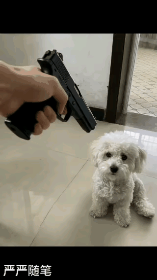 搞事狗认错了[赞][捂脸哭]某户人家，养了一只小狗，主人白天在外面打工赚钱，狗