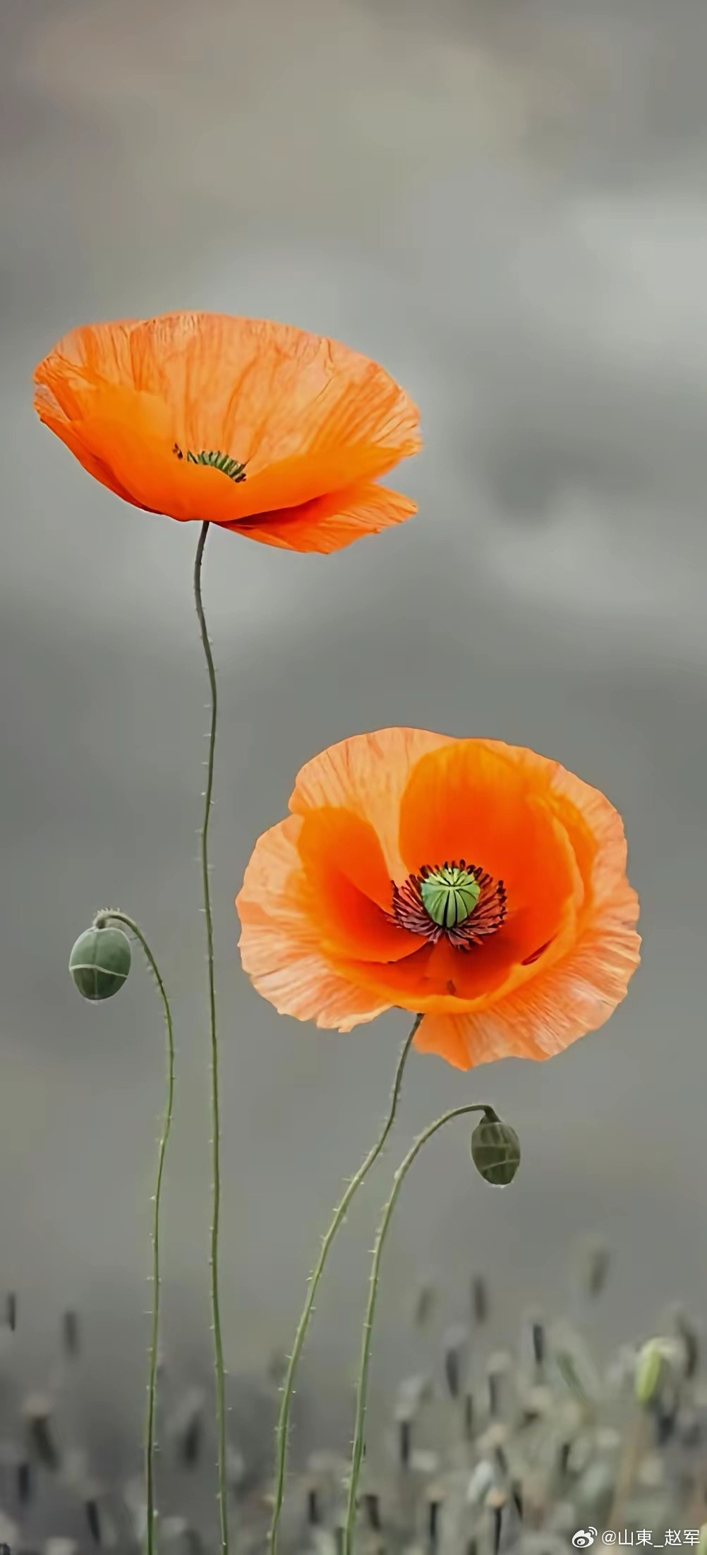 脐疮外治方——冰黄散脐疮，作为中医外科领域常见的婴幼儿及成人脐部感染性疾病，发