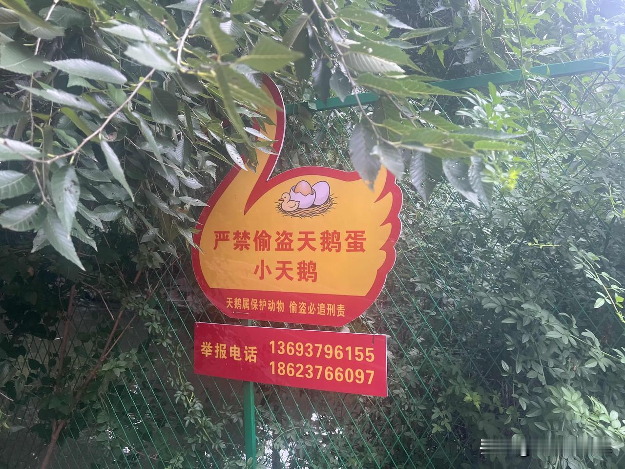 口号的“反作用”洛阳西苑公园黑天鹅是它的特色，有很多什么每天早晨来免费喂黑