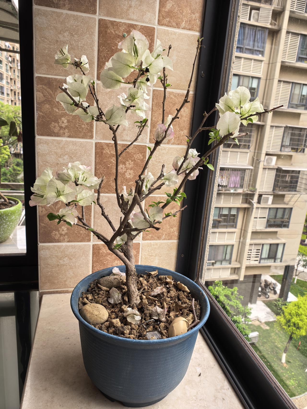 三角梅以花辨为三角形，三朵花长为一丛，而且花朵形状和颜色与梅花类似而得名。本人