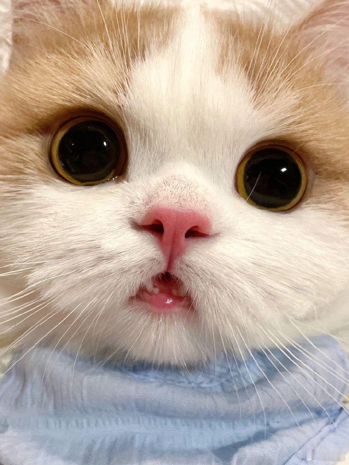 「提高生育率，少养猫，多养狗」毕马威2025年的报告，中国养猫人士约4088万人