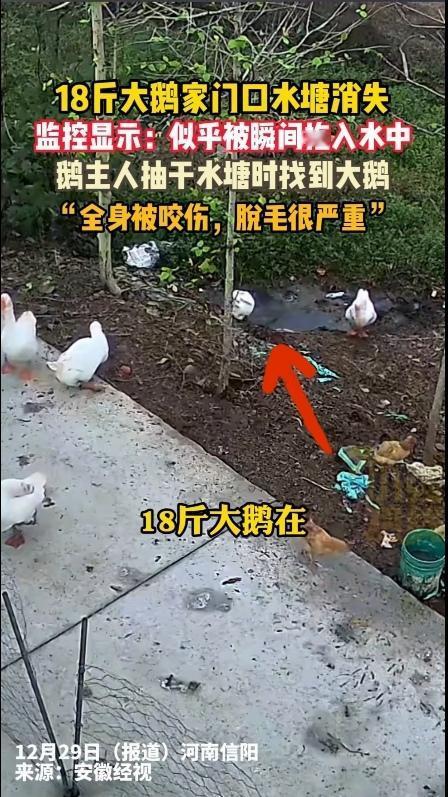近日，河南信阳的曹先生最近可闹心了——他家养了大半年的18斤大鹅，在自家门口水塘