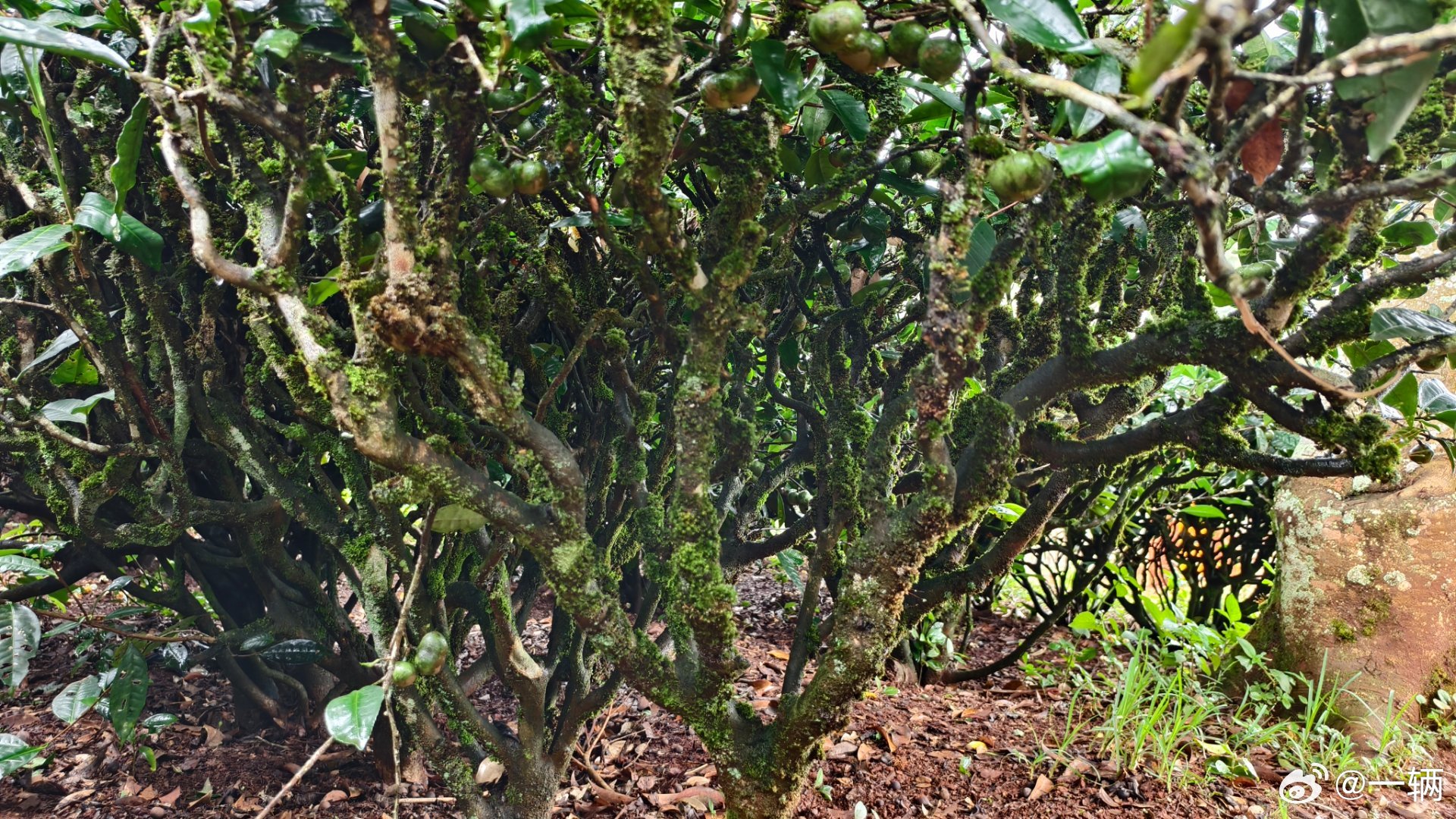 仅凭这几张图，你能知道这是什么叶？🌿​​​