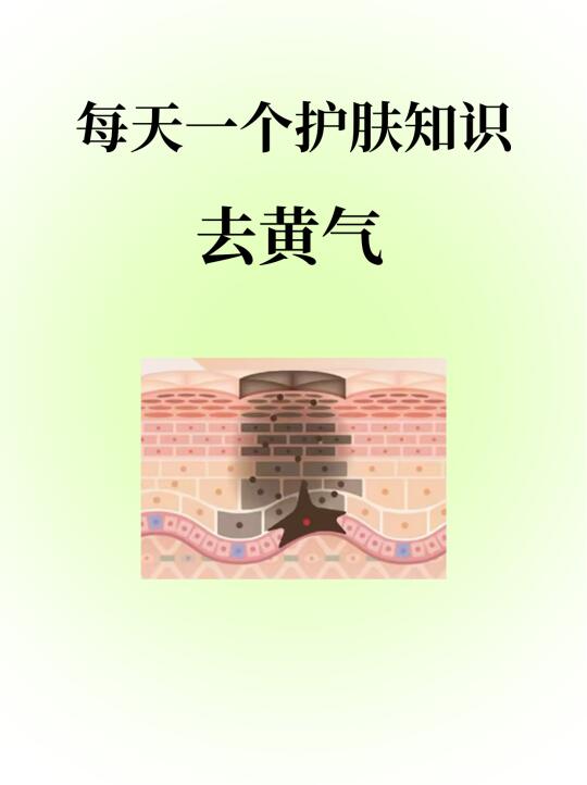 每天一个护肤知识：皮肤暗黄